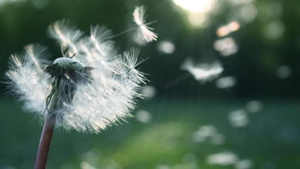 6083-4-IS-post_Hayfever_body-1-1024x576.jpg